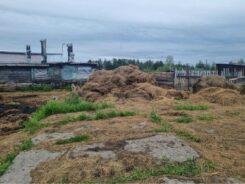 У магаданского фермера в хозяйстве нашли нарушения правил содержания скота