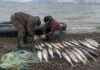 В Магаданской области введут запрет на вылов лосося на реках